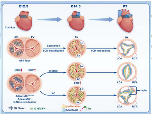 ��Ĥ�γ��^����Adamts16 ȱʧ��ʾ��D.png