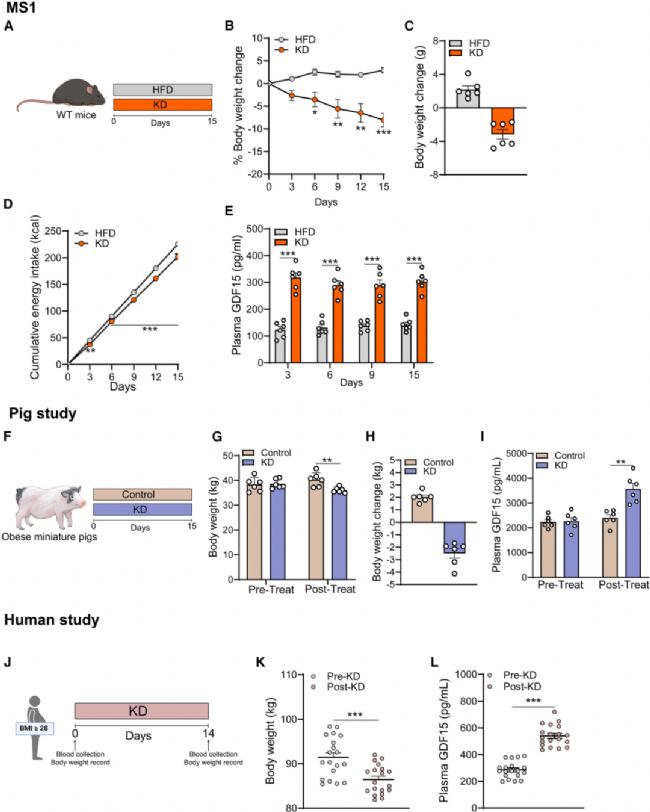 GDF15����ͪ�ʳ�аl(f��)�]�w�ع������õľ��w�C��