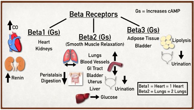 ��LEP/LEPR�z��ģ��