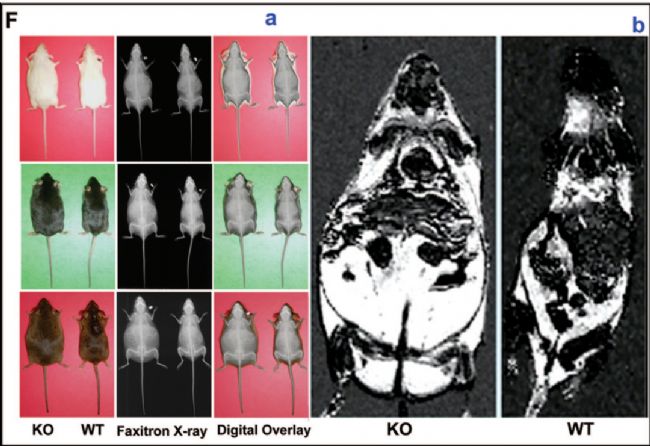 ��LEP/LEPR�z��ģ��