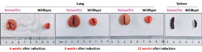 KS自發(fā)肺癌小鼠