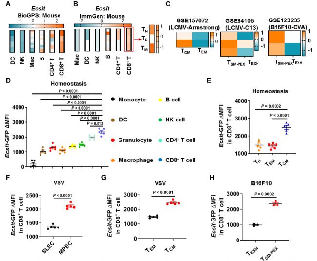 �{��CD8+ T����ӛ���γ��C��