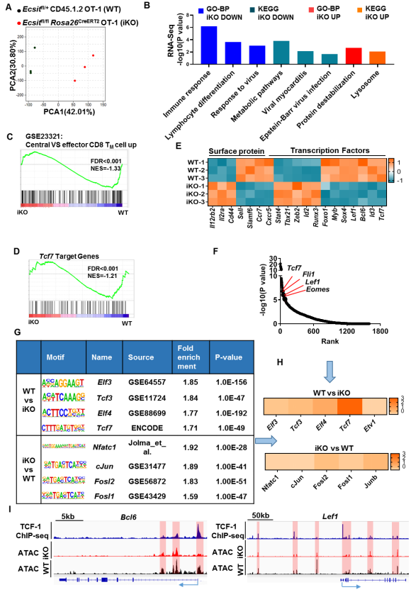 �{��CD8+ T����ӛ���γ��C��