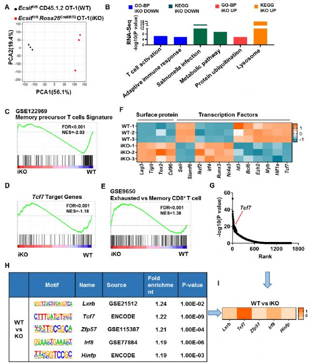 �{��CD8+ T����ӛ���γ��C��