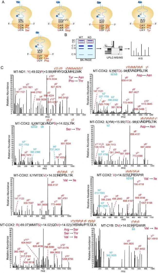 人線粒體tRNA t6A修飾對線粒體基因表達調(diào)控的多重作用