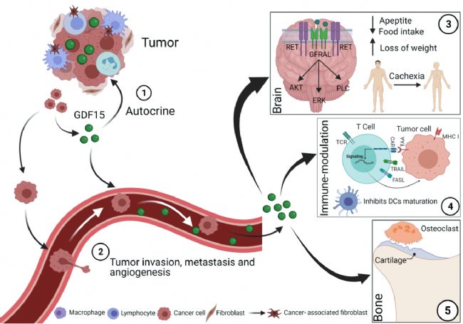 B6-hGDF15��Դ��С��