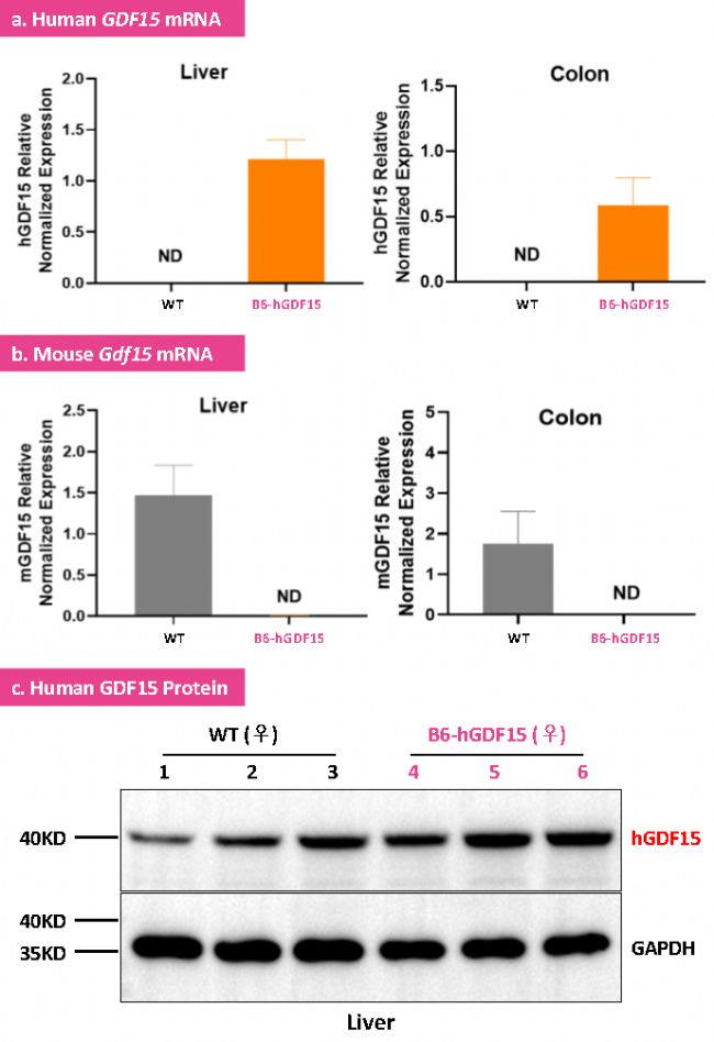 B6-hGDF15��Դ��С��