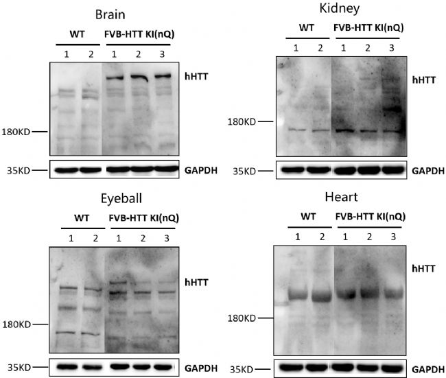 ���H��͢�D�赸�Y�P����