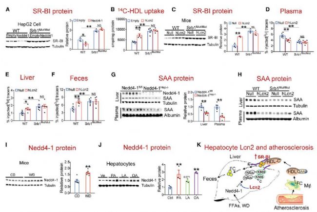 ��(f��)����W(xu��)�����µȈF꠰l(f��)�F(xi��n)���}����Ӳ�����P(gu��n)�I�{(di��o)��(ji��)����