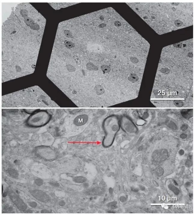 �D 3 ����X�[���M�� STEM �D��