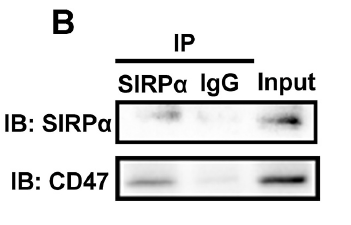 CoIP�(y��n)�C�Y(ji��)��