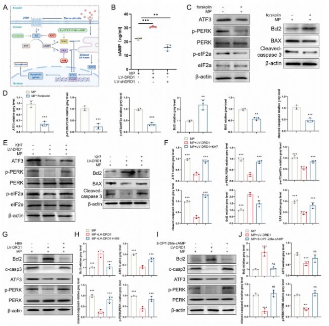 �D6C��E��G��cAMP/PKAͨ·��(du��)ATF3���_(d��)��Ӱ푣�WB�Y(ji��)����