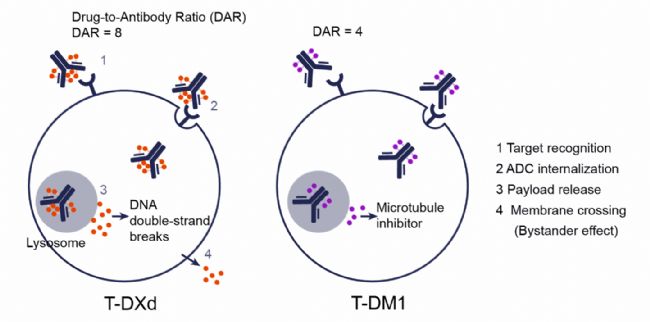 T-DXd��T-DM1�����ÙC(j��)��