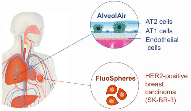 AlveolAirģ���cFluoSpheres���g(sh��)