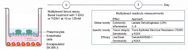 T-DXd��T-DM1���A(y��)��Դ�����w��ģ��