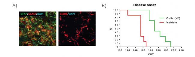 Biolaminin 521 CTG�����ɵ�hES-AS�Ę�(bi��o)־�����ߟɹ�Ⱦɫ�������ߞ�100��m����ALS������ֲ�������u��