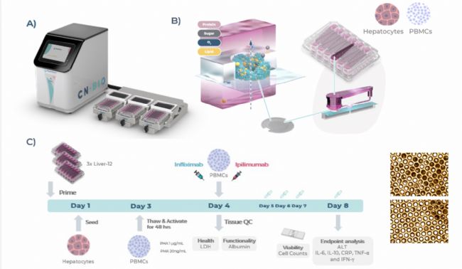 �D1�����ڸζ��ԣ�DILI���z�y�ĸ��K΢����ϵ�y(t��ng)��MPS������O(sh��)������ԭ���˸μ�(x��)����PHHs��������Ѫ�΂��˼�(x��)����PBMCs��