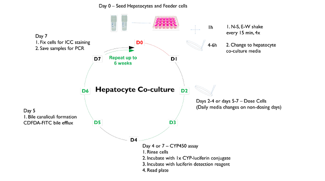 肝細(xì)胞培養(yǎng)的材料與方法