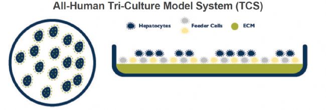 全人源三培養(yǎng)體系TCS示意圖