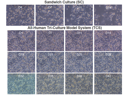 三培養(yǎng)體系TCS能維持肝細(xì)胞形態(tài)完整性