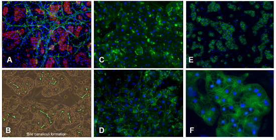 培養(yǎng)14天時(shí)三培養(yǎng)體系TCS中肝細(xì)胞極性及功能的恢復(fù)