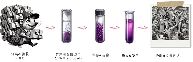 Atelerix�a(ch��n)Ʒ����ʹ������