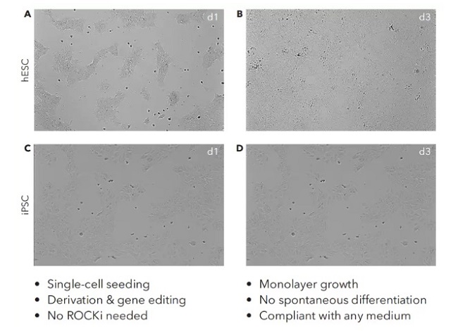 hPSCs��CT521�φΌ����B(y��ng)��(w��n)���Ҿ�һ