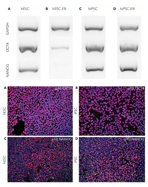 ��CT521���L�����B(y��ng)��hESC��hiPSC�����˷ֻ�����