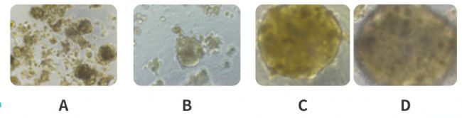 �����w�γɵĈD��