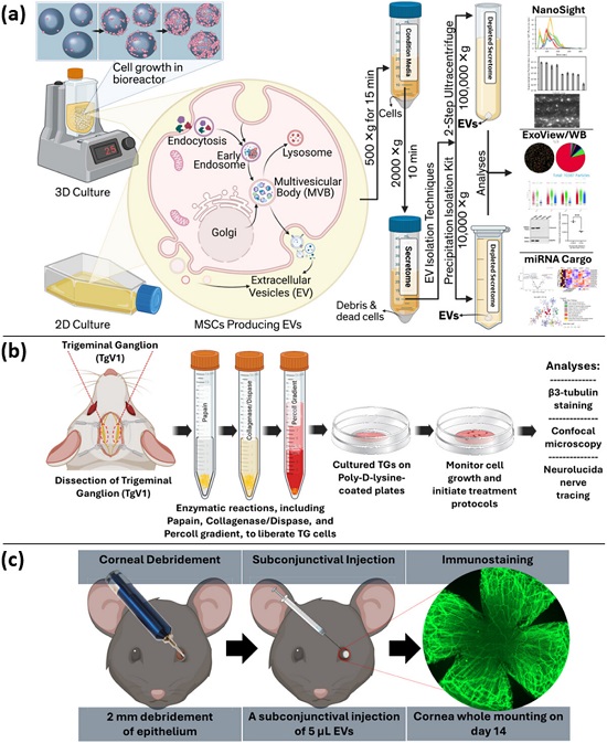 MSC-EVs��Ĥ��(j��ng)�����о��������ʾ��D