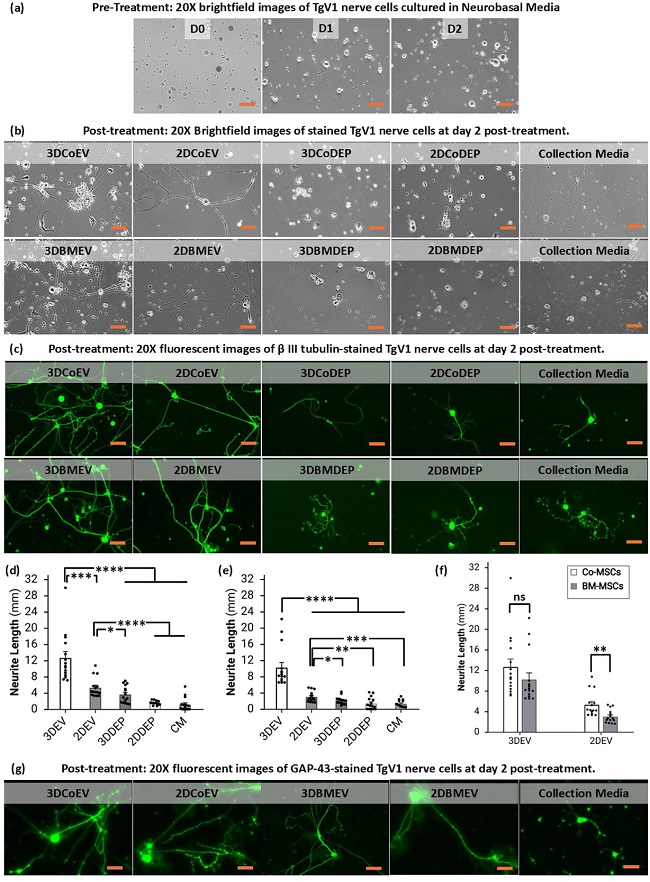 MSC-EVs��������(j��ng)��(ji��)��(j��ng)Ԫ��(j��ng)ͻ���L���w�⹦����C