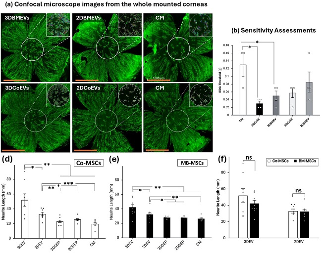 MSC-EVs��С���Ĥ�p��ģ���е��w��(n��i)��(j��ng)�����c���ܻ֏�(f��)Ч����C