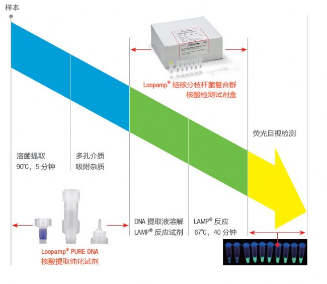 TB-LAMP��������