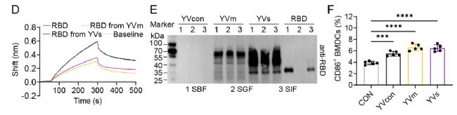 RBD���Լ���(w��n)������C�D