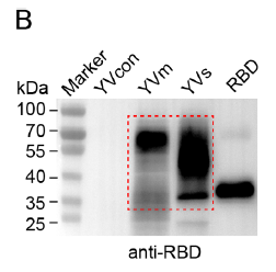 Absin RBD����WB��Ԍ��ՈD