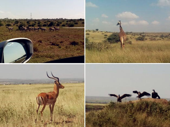 ���၆��(sh��)�(y��n)�Ҽ��g(sh��)չKenya Laborum 2016չ���(b��o)��