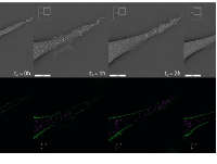 ΢�����c�����о�