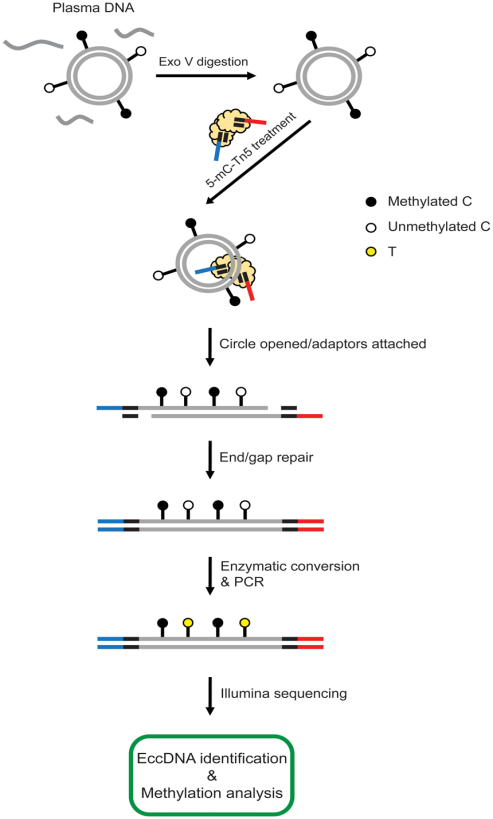 �D1. Ѫ�{eccDNA�׻����y������